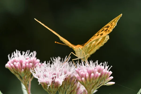 Pembe bir çiçekte kelebek şeklinde bir böceğe yakın çekim veya makro