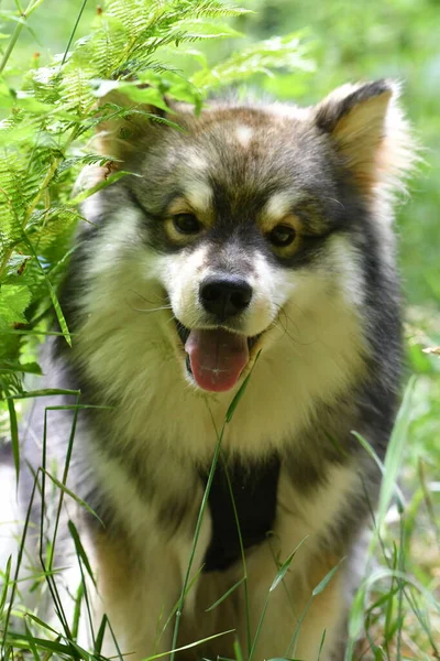 Portret Młodego Fińskiego Psa Lapphunda Siedzącego Dworze Lesie Lub Lesie — Zdjęcie stockowe