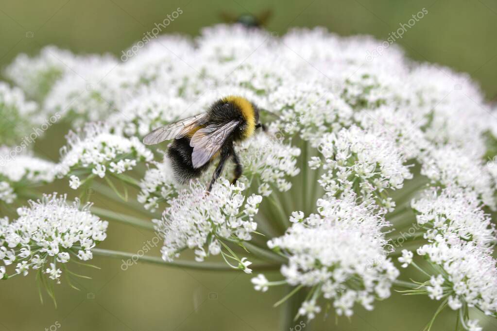Closeup or macro of an insect in the form of a bumblebee sitting on a white flower