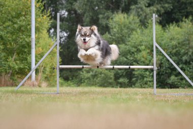 Fin Lapphund köpeğinin çeviklik kursunda engellerin üzerinden atlaması, açık havada eğitim alması