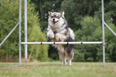 Fin Lapphund köpeğinin çeviklik kursunda engellerin üzerinden atlaması, açık havada eğitim alması