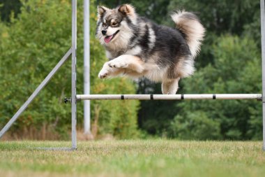 Fin Lapphund köpeğinin çeviklik kursunda engellerin üzerinden atlaması, açık havada eğitim alması