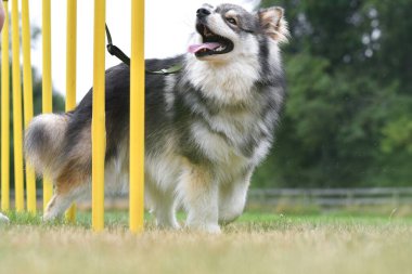 Açık havada genç bir Fin Lapphund köpek eğitimi çevikliği ya da slalom kursunun fotoğrafı