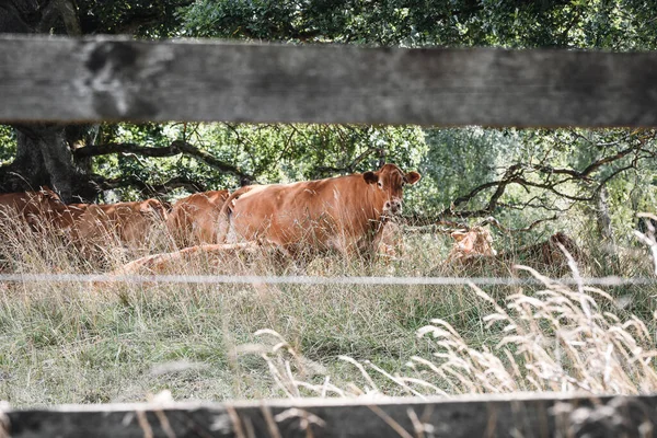 Foto Vacas Marrones Área Vallada Hierba Alta Aire Libre — Foto de Stock