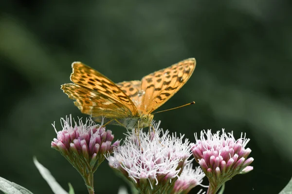 Närbild Eller Makro Insekt Form Fjäril Rosa Blomma — Stockfoto