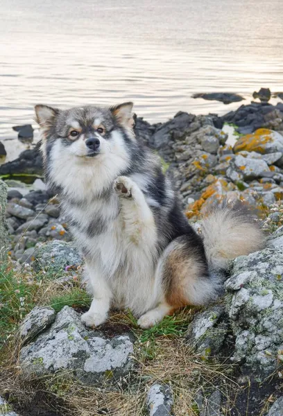 Retrato Joven Perro Lapphund Finlandés Sentado Aire Libre Playa Haciendo — Foto de Stock