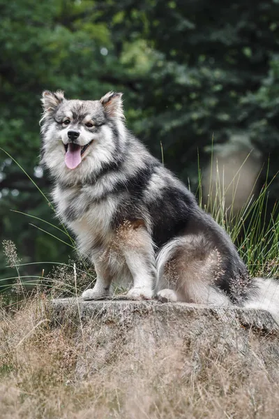 Retrato Joven Perro Lapphund Finlandés Sentado Tocón Árbol Aire Libre —  Fotos de Stock