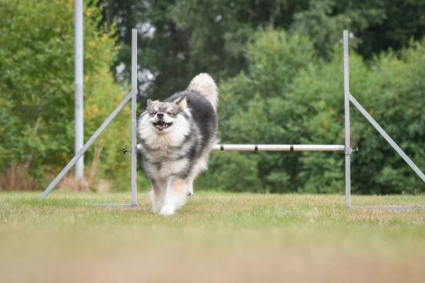 Fin Lapphund köpeğinin çeviklik kursunda engellerin üzerinden atlaması, açık havada eğitim alması