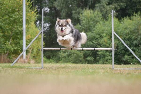 Foto Finsk Hundhund Som Hoppar Över Hinder Agilitetskursen Tränar Utomhus — Stockfoto