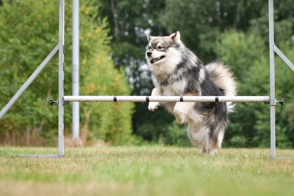 Fin Lapphund köpeğinin çeviklik kursunda engellerin üzerinden atlaması, açık havada eğitim alması