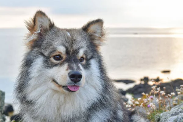 Retrato Jovem Cão Lapphund Finlandês Sentado Livre Beira Mar — Fotografia de Stock