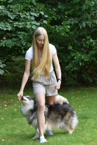 Portrait Une Femme Chien Finlandais Lapphund Dressage Astuces Extérieur Dans — Photo