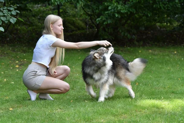 Bir kadının portresi ve arka bahçede Fin Lapphund köpek eğitimi numaraları.