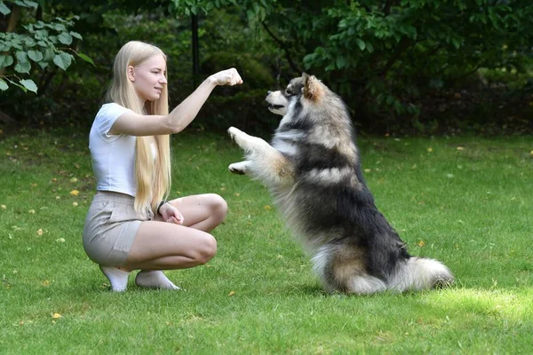 Bir kadının portresi ve arka bahçede Fin Lapphund köpek eğitimi numaraları.