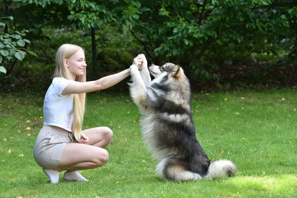 Porträtt Kvinna Och Ett Finskt Hundträningstrick Utomhus Bakgården — Stockfoto