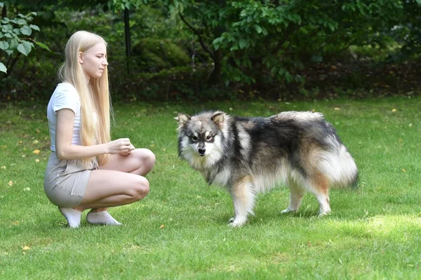 Portrait Woman Finnish Lapphund Dog Training Tricks Outdoors Backyard — Stock Photo, Image