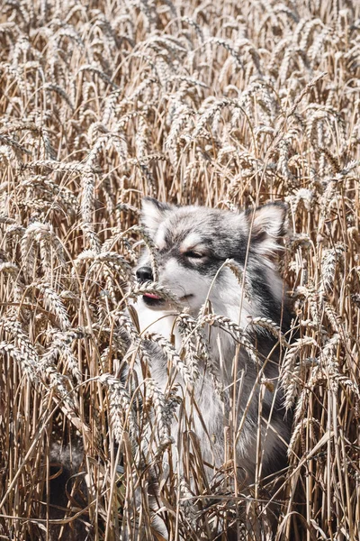 Retrato Jovem Cão Lapphund Finlandês Sentado Campo Trigo Verão — Fotografia de Stock