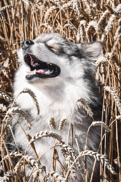 Portret Van Een Jonge Finse Lapphund Hond Zittend Een Graanveld — Stockfoto