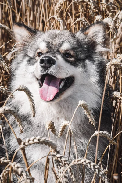 夏天坐在麦田里的一只年轻的芬兰拉弗德犬的画像 — 图库照片