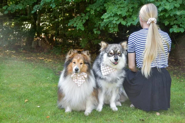 Portrait Young Finnish Lapphund Shetland Sheepdog Sheltie Dog Wearing Fashion — Stockfoto