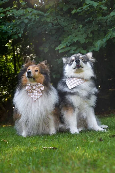 Retrato Joven Lapphund Finlandés Perro Pastor Shetland Perro Sheltie Usando —  Fotos de Stock