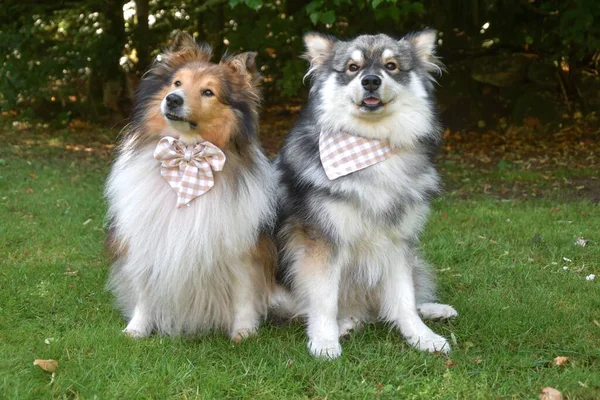 Portrait Young Finnish Lapphund Shetland Sheepdog Sheltie Dog Wearing Fashion — ストック写真