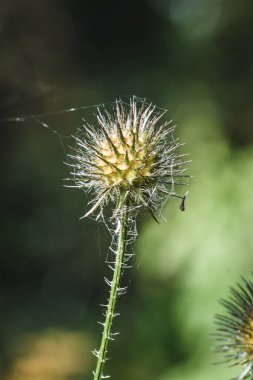 Yazın örümcek ağlı yuvarlak bir çiçeğin yakın çekim ya da makrosu