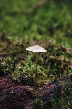 Açık havada yeşil yosunlu kahverengi bir mantarın yakın çekimi veya makrosu.