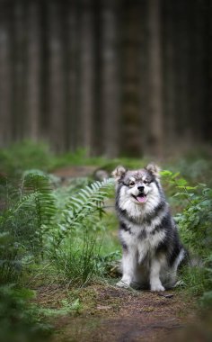 Ormanda ya da ormanda oturan genç bir Fin Lapphund köpeğinin portresi