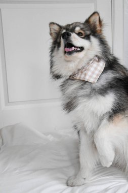 Genç bir Fin Lapphund köpeğinin portresi. Kapalı mekanda 