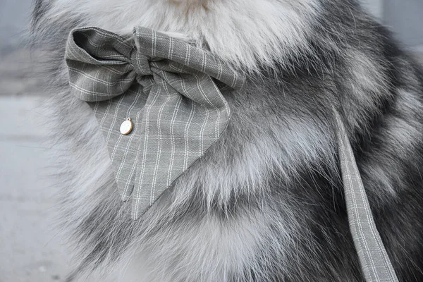 Closeup Macro Bow Tie Dog — Foto Stock