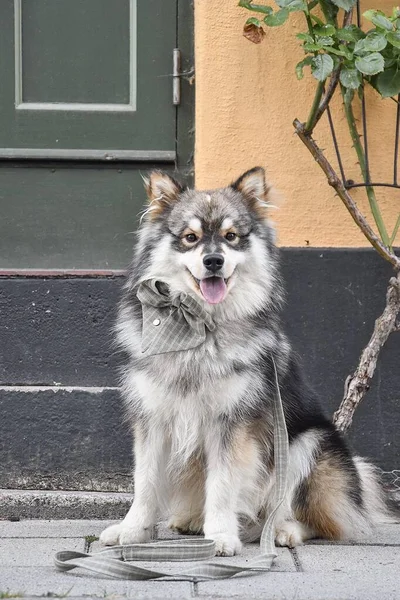 Porträt Eines Jungen Finnischen Lapphundehundes Vor Einem Haus Der Stadt — Stockfoto