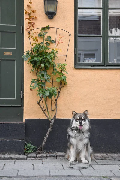 Porträt Eines Jungen Finnischen Lapphundehundes Vor Einem Haus Der Stadt — Stockfoto