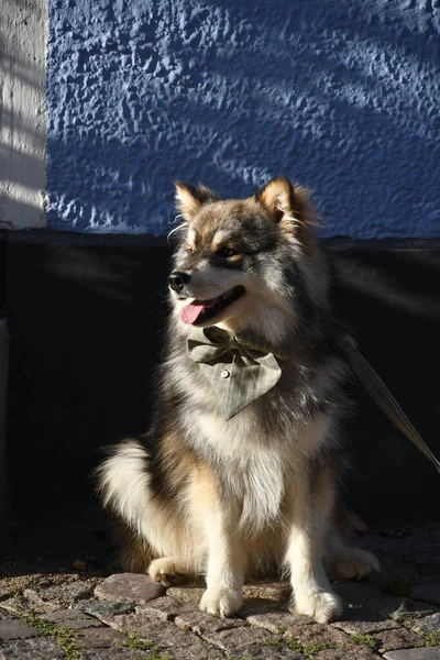 Portrait Young Finnish Lapphund Dog Sitting Front House City — стокове фото