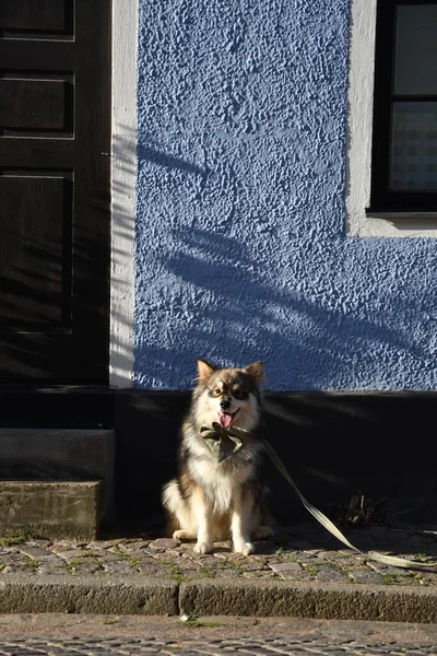 Ritratto Giovane Cane Finlandese Lapphund Seduto Davanti Una Casa Città — Foto Stock