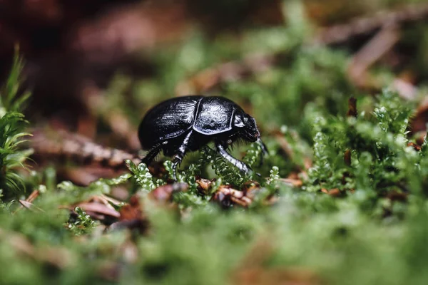 昆虫或甲虫在森林或苔藓丛中的遮挡物或宏观物 — 图库照片