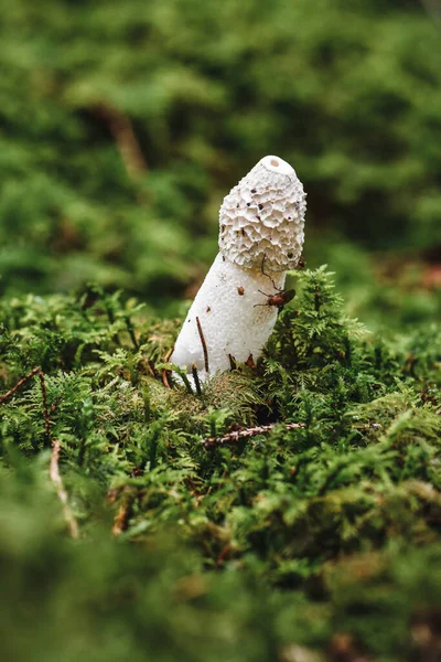 Closeup Macro White Mushroom Green Moss Outdoors — 스톡 사진