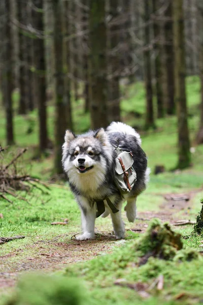 Retrato Joven Perro Faldero Finlandés Corriendo Aire Libre Bosque Bosque — Foto de Stock