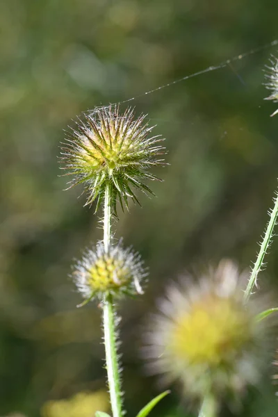 Primo Piano Macro Fiore Rotondo Con Ragnatela Estate — Foto Stock