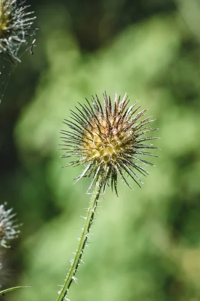 夏に総状花序を伸ばし円形の花を咲かせます — ストック写真