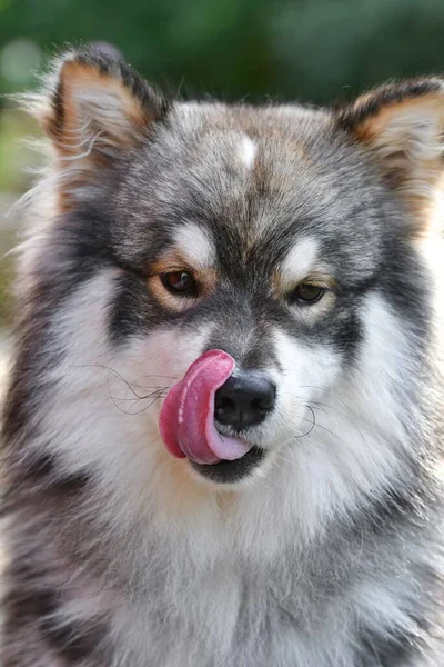 Portrait Young Finnish Lapphund Dog Sitting Outdoors Licking His Mouth — Photo