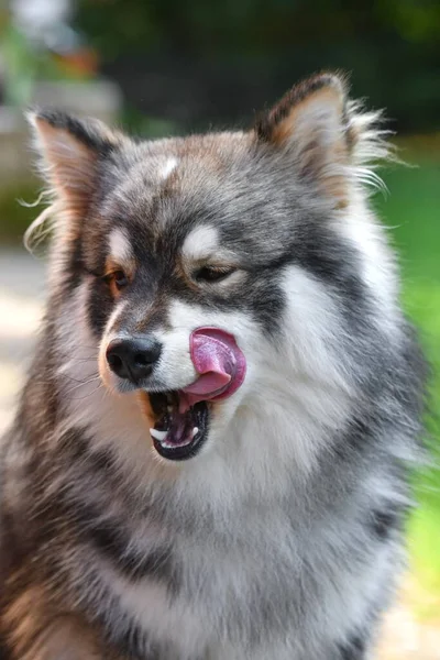 Portrait Young Finnish Lapphund Dog Sitting Outdoors Licking His Mouth — стоковое фото