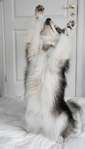 Genç bir Finli Lapphund 'un portresi. Kapalı mekanda dilencilik yapıyor.