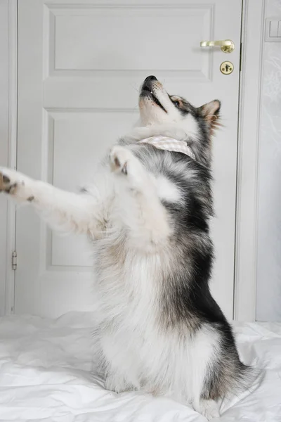 Potret Seekor Anjing Lapphund Muda Finlandia Yang Sedang Melakukan Trik — Stok Foto