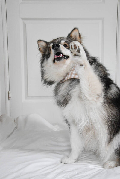 Portrait of a young Finnish Lapphund dog indoors doing a trick called wave paw