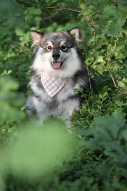 Genç bir Fin Lapphund köpeğinin portresi ormanda ya da ormanda bandana takarken.