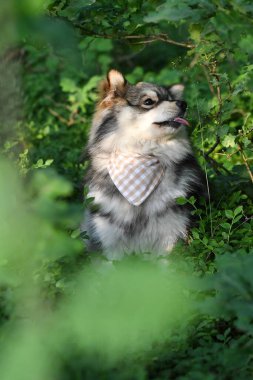 Genç bir Fin Lapphund köpeğinin portresi ormanda ya da ormanda bandana takarken.