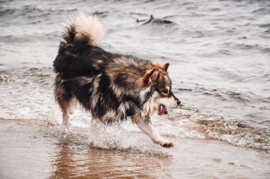 Doğada gezinen genç bir Fin Lapphund köpeğinin portresi