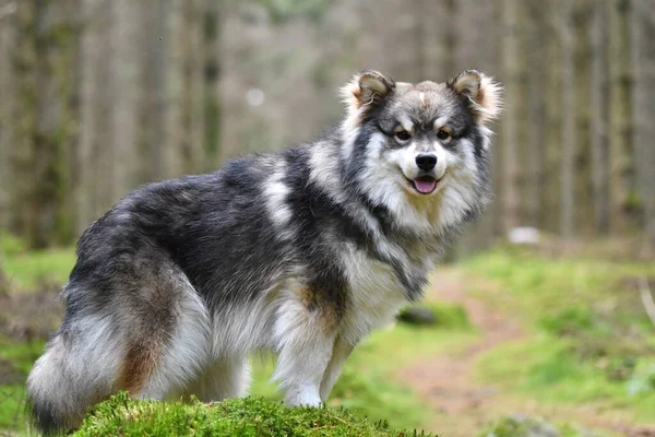 Portrait Young Finnish Lapphund Dog Standing Outdoors Forest Woods — Fotografia de Stock