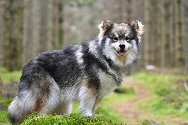 Portrait of a young Finnish Lapphund dog standing outdoors in the forest or woods